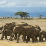 Safari au kenya en famille : conseils et idées d’itinéraires