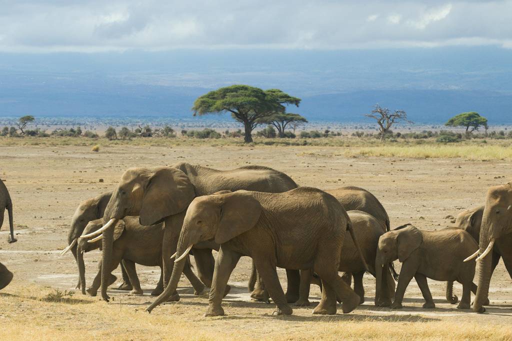 Safari au kenya en famille : conseils et idées d’itinéraires